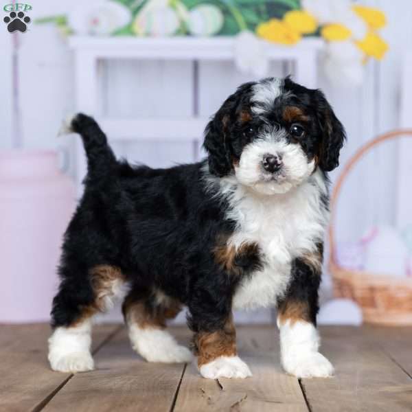 Zack, Mini Bernedoodle Puppy